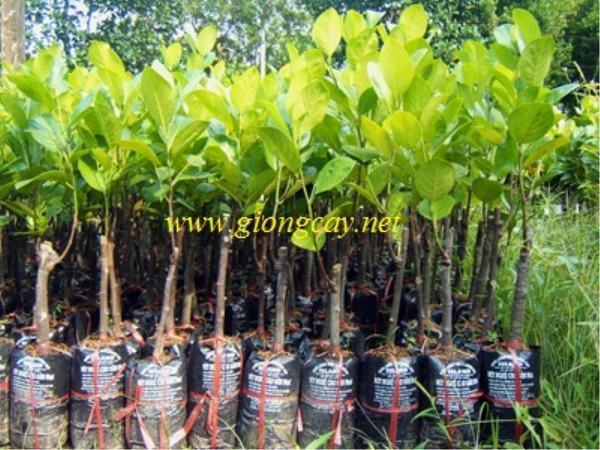 Giống cây Mít Thái siêu sớm | Giống Mít Thái Changai